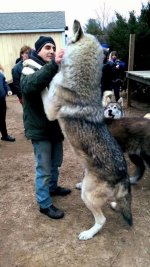 this-is-how-big-a-wolf-really-is-71tdwcrzld-607x1080.jpg