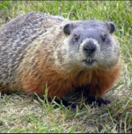 1woodchuck.PNG