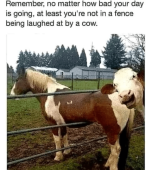 horse-remember-no-matter-bad-day-is-going-at-least-not-fence-being-laughed-at-by-cow.png