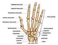 hand-bones-anatomy.jpg