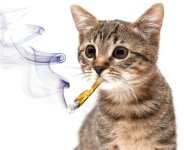 Cat Smoking Meerschaum.jpg