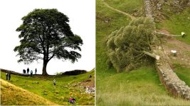 skynews-sycamore-gap-northumberland_6300918.jpg