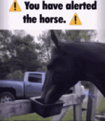 horse-alert-icon.gif