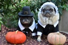 o-PILGRIM-PETS-facebook.jpg