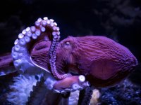 octopus-royalty-free-image-1570545197.jpg