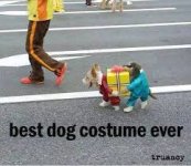 DogCostume.jpeg