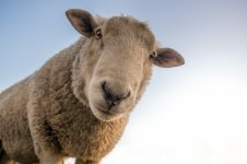 sheep-outdoors-looking-down-at-camera-825x548.jpg