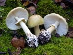 Amanita_phalloides(mgw-22).jpg