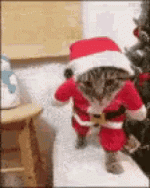 SantaCat.gif