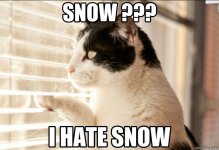 Snow-I-hate-snow-cat-meme-8741-3170777640.jpeg