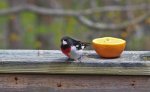 Rose-Breasted Grosbeak Male 2.jpg