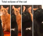 total eclipse cat.jpg