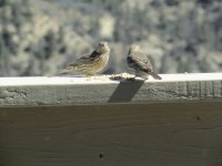 house finch couple.jpg