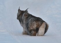 Stalking Lynx.jpg