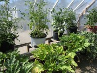 greenhouse plants.jpg