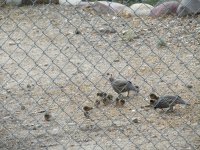 driveway quails.jpg