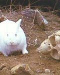 The_Rabbit_of_Caerbannog.jpg