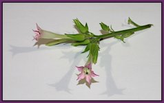 Flower Stalk Opt.JPG