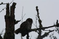 Barred Owl.JPG