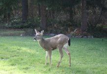 Backyard Deer 1.JPG