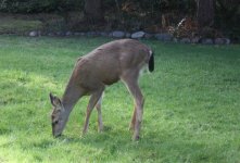 Backyard Deer 2.JPG