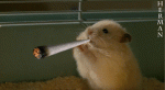 5d63343c_Hamster2009herman.gif