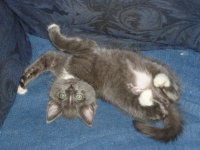 MollyBelly1.jpg