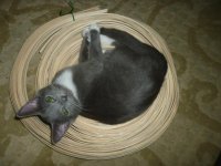 SuzyBasketCoil1.jpg