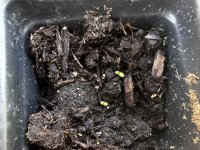 IMG_4191.jpeg IMG_4191.jpeg