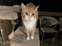 TomatoCatTree1.jpg TomatoCatTree1.jpg