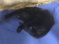 AbnerSnoozeStretch1.jpg AbnerSnoozeStretch1.jpg