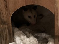 PossumHouse1.jpg PossumHouse1.jpg