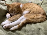 TomatoSnooze1.jpg TomatoSnooze1.jpg