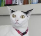 Screenshot 2025-05-02 at 4.19.07 AM.png