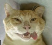 Screenshot 2025-05-02 at 4.18.04 AM.png