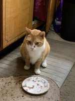 TomatoPlate.jpg TomatoPlate.jpg