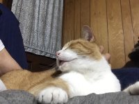 Tomato_Scratch1.jpg Tomato_Scratch1.jpg