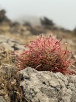 IMG_2604.jpeg IMG_2604.jpeg