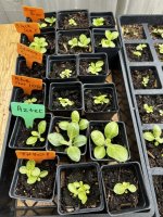 IMG_4226.jpeg IMG_4226.jpeg