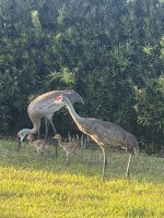 IMG_1973.jpeg IMG_1973.jpeg