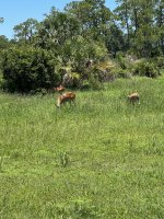 IMG_0421.jpeg IMG_0421.jpeg