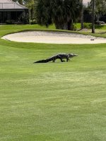 IMG_0297.jpeg IMG_0297.jpeg