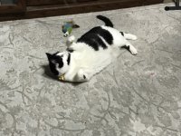 Daisy_C9Belly.jpg Daisy_C9Belly.jpg