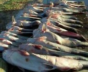 catfish.jpg