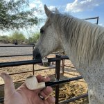 IMG_4731.jpeg IMG_4731.jpeg