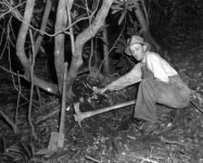 man-digging-rhododendron-burls-sized-500x403-1.jpg