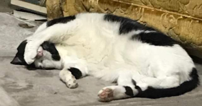 Daisy_Covered_Eyes.png Daisy_Covered_Eyes.png