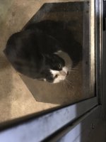 Daisy_AtTheDoor1.jpg Daisy_AtTheDoor1.jpg