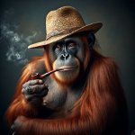 Orangutan_wearing_a_Panama_hat.jpeg
