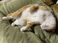 TomatoNeckTwistSnooze1.jpg TomatoNeckTwistSnooze1.jpg